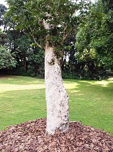 Canarium paniculatum - 1502'den önce - Mauritius.jpg