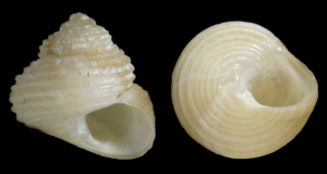 Cantrainea globuloides (10.5852-ejt.2021.785.1605) Figure 13 (cropped).png