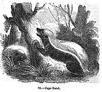 Honey badger - Simple English Wikipedia, the free encyclopedia