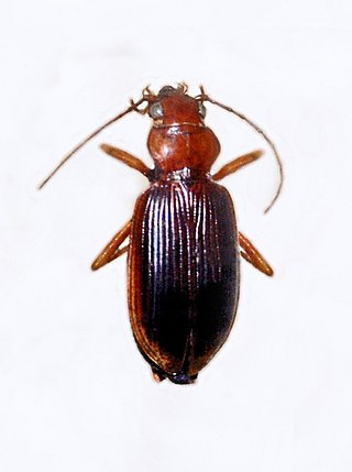 <span class="mw-page-title-main">Nebria psammodes</span> Species of beetle