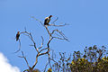 With Carcara plancus, Chapada dos Veadeiros, Brazil