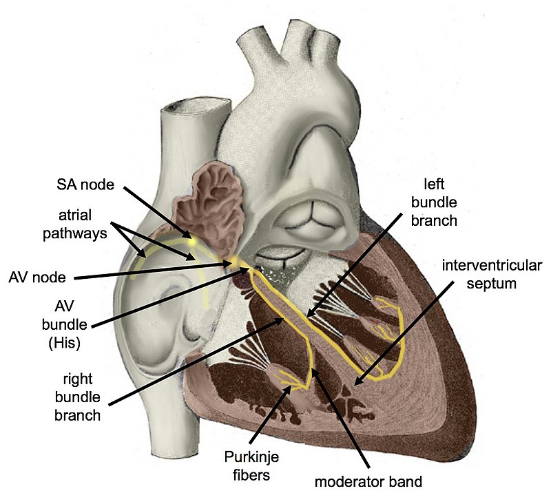 Ventricle (heart) - Wikipedia