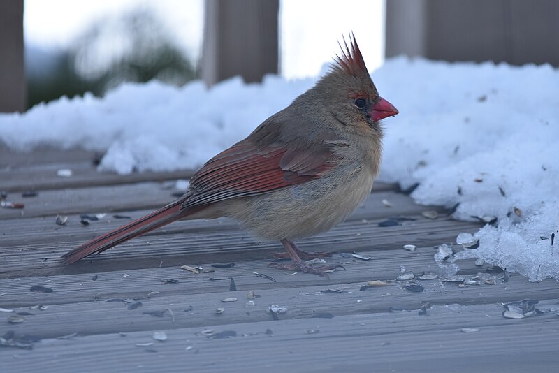 File:Cardinal birding NC 11.2018 DSC 0922.jpg