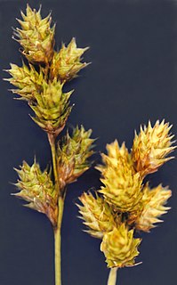 <i>Carex brevior</i> Species of grass-like plant