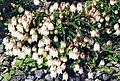 Cassiope lycopodioides 'Beatrice Lilley' 2.jpg