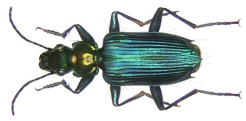 File:Catascopus dalbertisi Straneo, 1943 (3101662733).jpg