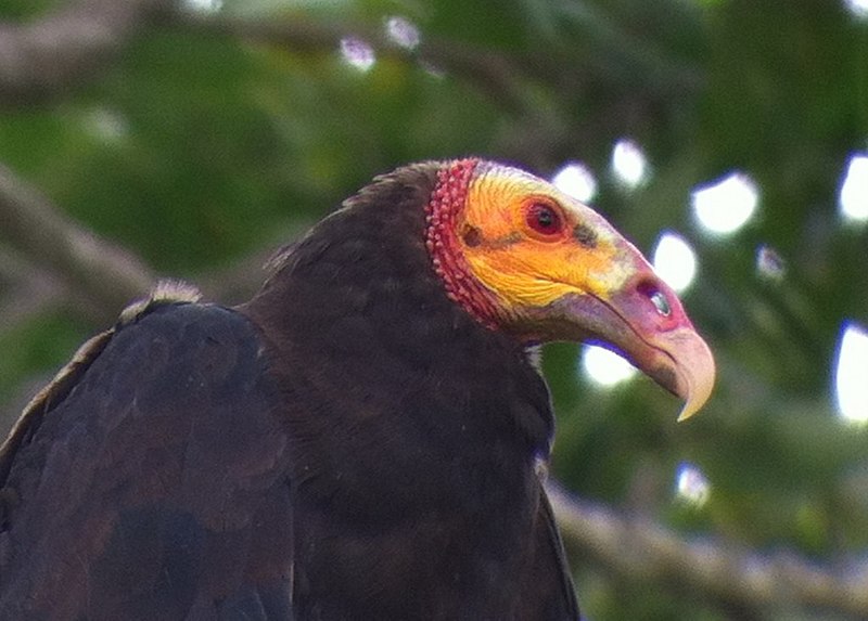 File:Cathartes burrovianus -Panama -head-8.jpg