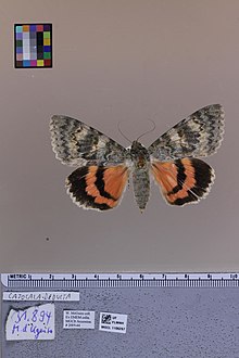 Catocala deducta MGCL 1106267 D.JPG