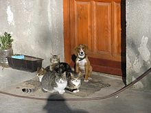 Four cats and a dog sit together. Cats and dog.JPG