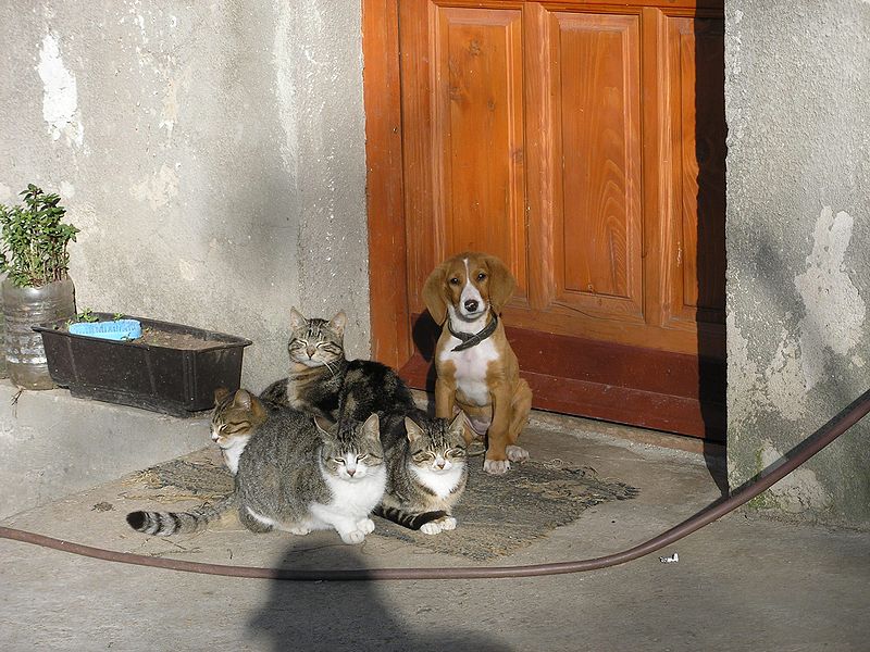 File:Cats and dog.JPG