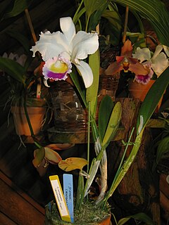 Cattleya trianae - Wikipedia, la enciclopedia libre