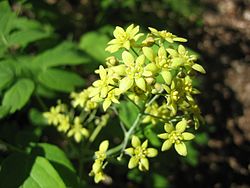 Caulophyllum thalictroides.jpg