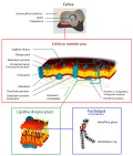 Sličica za Celična membrana