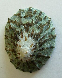 Cellana radians