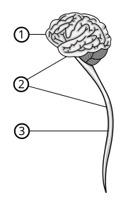 The central nervous system (2) is a combinatio...