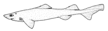 Centroscymnus plunketi (Plunket shark).gif