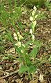 Cephalanthera damasonium Germany - Hohenloher Land