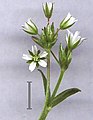 Glanzige hoornbloem (Cerastium holosteoides)