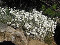 Cerastium tomentosum