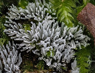 <i>Ceratiomyxa</i> Genus of slime mould