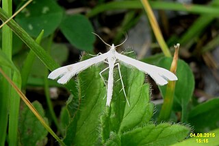 <i>Platyptilia nemoralis</i> Species of plume moth