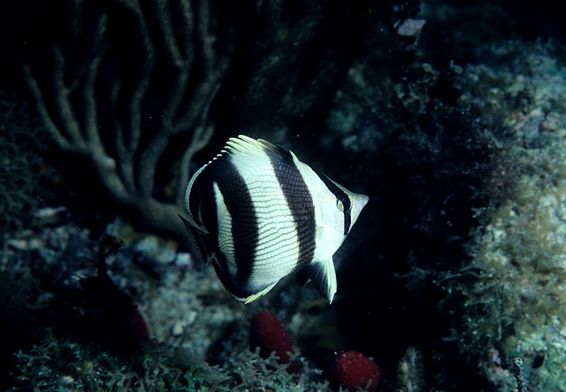 File:Chaetodon striatus, NOAA.jpg