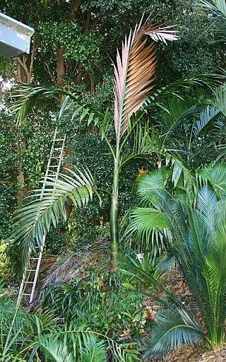 <i>Chambeyronia macrocarpa</i> Species of palm