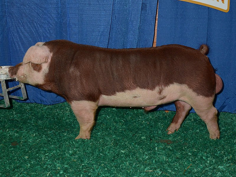 File:Champion Hereford Boar (cropped).jpg