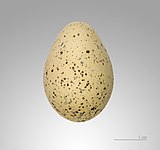 Egg