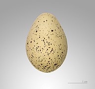 Charadrius dubius (Little Ringed Plover), egg