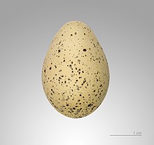 Huevo de  Charadrius dubius