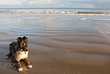 Lurcher puppy on the beach