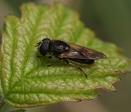 Cheilosia nebulosa