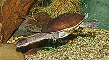 Chelodina mccordi - Карлсруэ хайуанаттар бағы 01.jpg