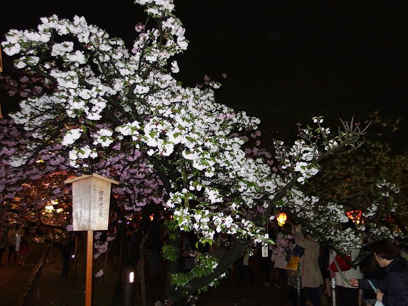 File:Cherry-Blossom-Viewing through the "Tunnel" at Japan Mint in 201504 047.JPG