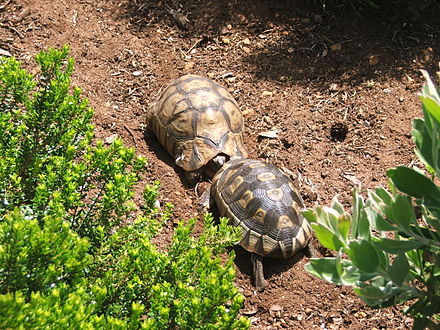 Male angulate tortoises "jousting". Males are very territorial, fight each other at any opportunity, and should preferably not be kept together.