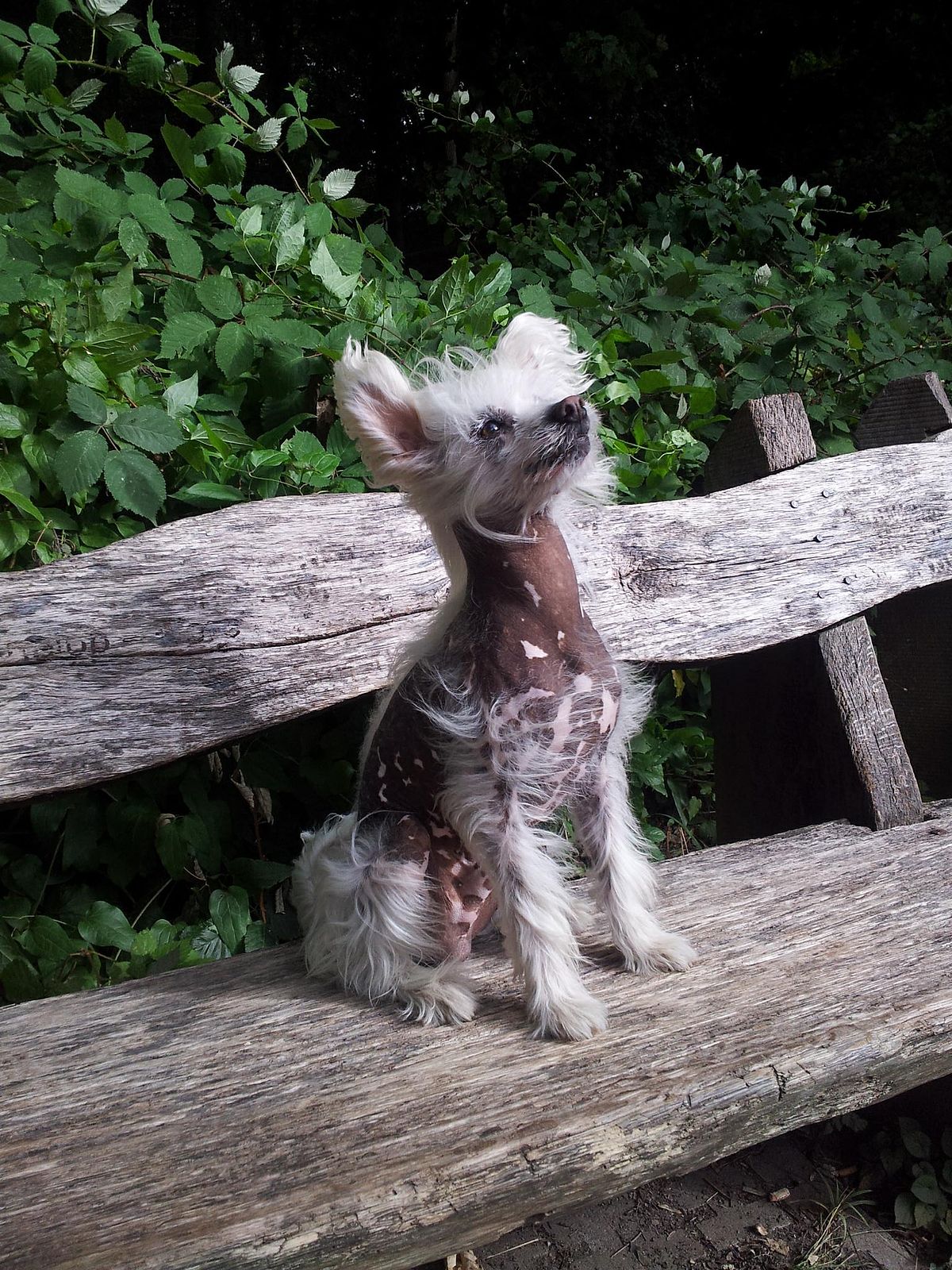 crested chinese hairless dog