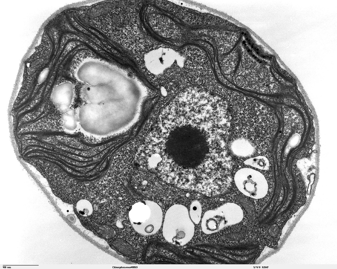 scanning electron microscope images cell