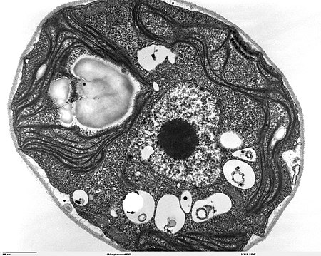 Tập_tin:Chlamydomonas_TEM_07.jpg