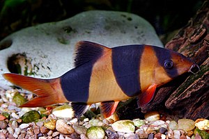 Loach (Chromobotia macracanthus)