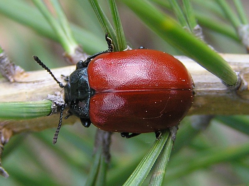 File:Chrysomela populi 1 beentree.jpg