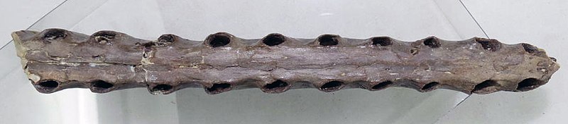 File:Cimoliopterus cuvieri bottom.jpg