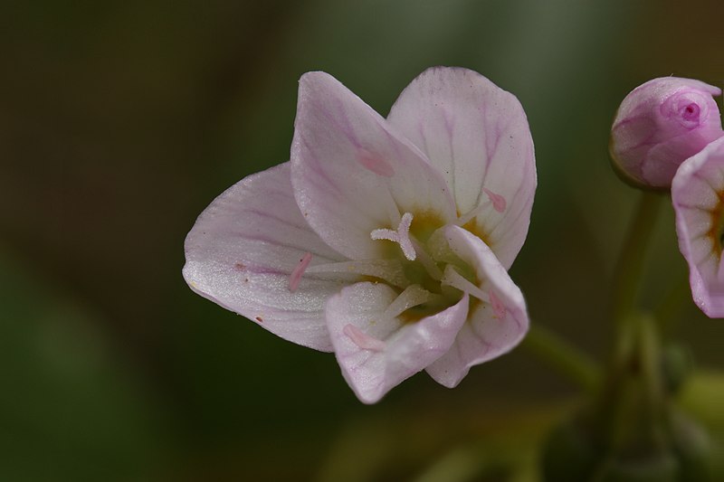 File:Claytonia lanceolata 3664f.JPG