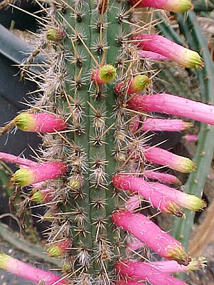 Cleistocactus dependens (2).jpg