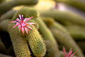 Cleistocactus winteri526323404.jpg