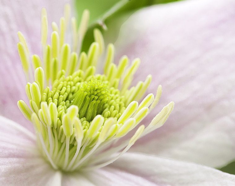 File:Clematis Center from side (8718389137).jpg