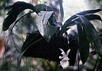 Cochleanthes amazonica pl 1.jpg