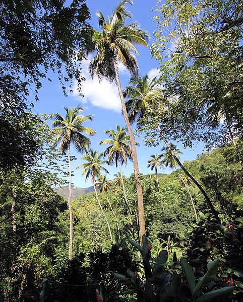 File:Coconut Palms St Lucia Cocos nucifera 0103.jpg