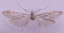 Coleophora albicans MM16371.jpg