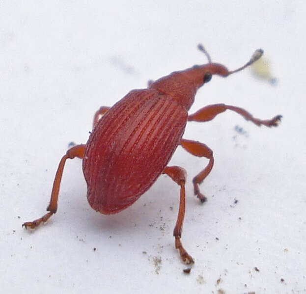 File:Coleoptera - Curculionoidea - Apion frumentarium (3563663942).jpg